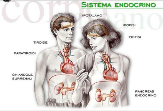 Endocrino especialista en tiroides barcelona